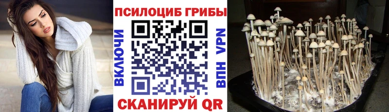 Псилоцибиновые грибы Psilocybe  Спас-Клепики 